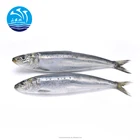 Frozen Sea Fish Sardine For bait On Sale