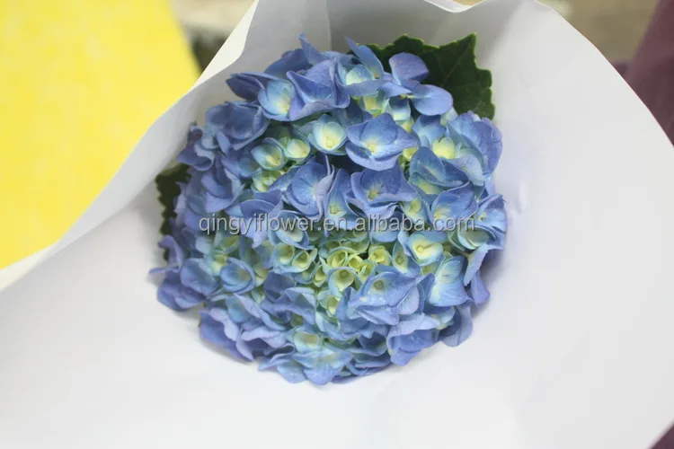 pure and mild flavor hydrangea cuttings