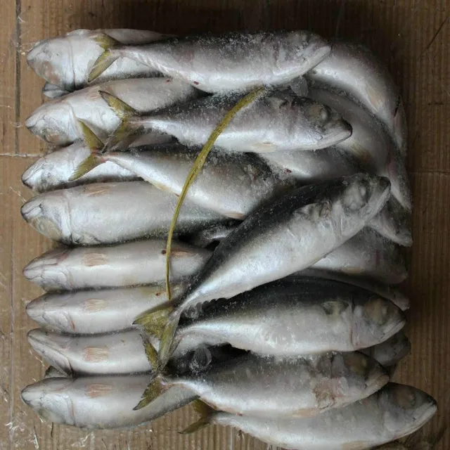 oily type frozen mackerel fish pacific mackerel