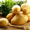 /product-detail/holland-potato-potato-seeds-60669321687.html