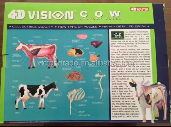 4D MASTER animal cow specimen anatomical model for teaching