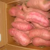 Sweet potato price ton