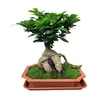/product-detail/50g-2000g-ficus-ginseng-bonsai-home-plant-indoor-garden-decoration-60765871976.html