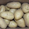Fresh Potato, Potatoes , Spunta , Washed, Clean Potatoes