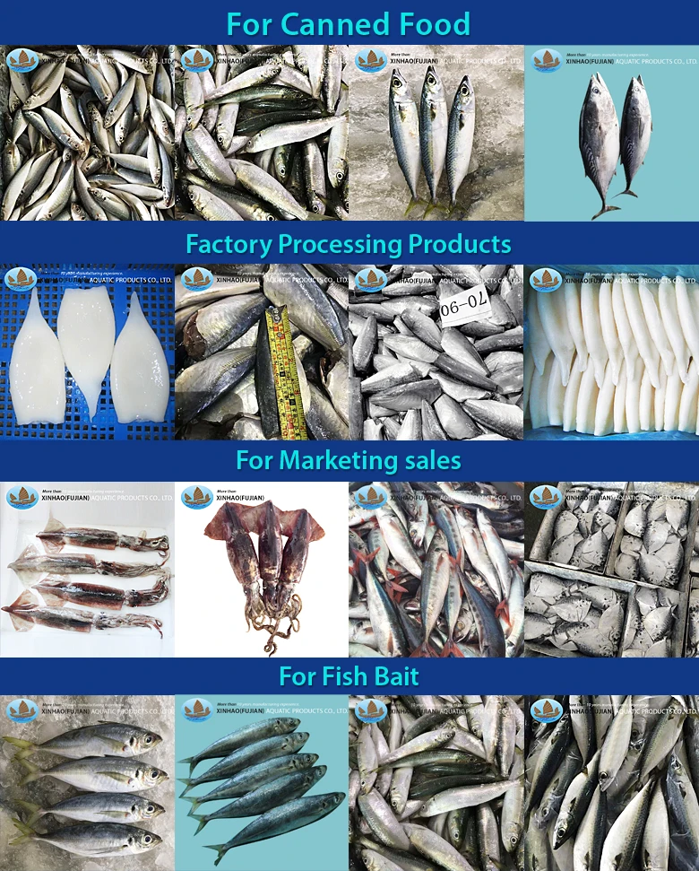 Factory direct sale whole round frozen horse mackerel fish price macheral