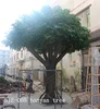 2014 Indoor&Outdoor fiberglass trunk and PE real touch leaves artificial banyan ficus tree for decoration