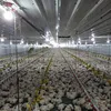 China Factory Supplies Price Farm Tools and Equipment for Poultry Farm and Chicken House