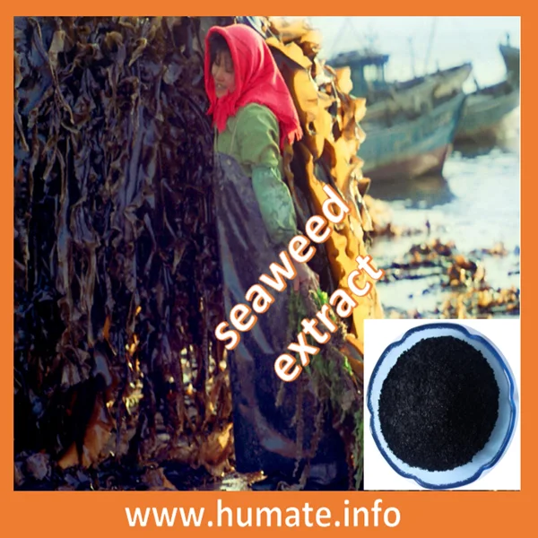 seaweed fertilizer--kathyhumate (3)