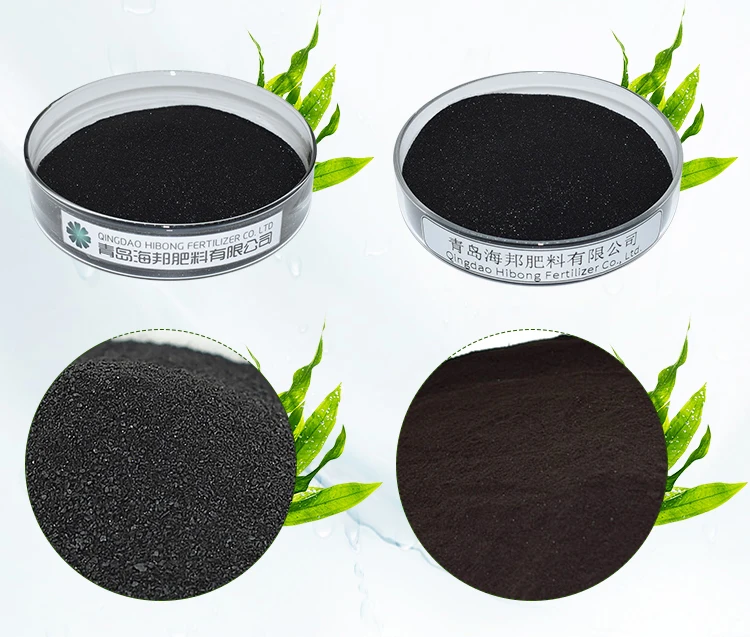 Powder Ascophyllum Nodosum Seaweed Extract In Fertilizer
