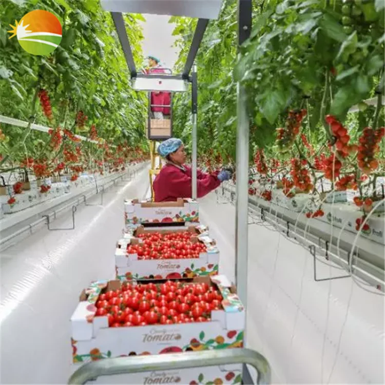 Venta al por mayor hidroponia de lechuga-Compre online los mejores