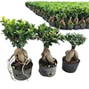 /product-detail/grafted-s-shaped-ficus-microcarpa-bonsai-ficus-bonsai-bonsai-ficus-60818105301.html