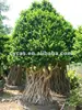 /product-detail/ficus-trees-ficus-bonsai-209241451.html