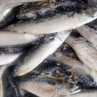 frozen horse mackerel fish Pacific mackerel