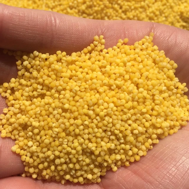 2017 crop glutinous and non glutinous yellow millet