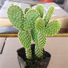 Cactus/ Cactus Plants Wholesale Ornamental Cactus/ Cactus And Succulents/ Artificial Cactus Plants