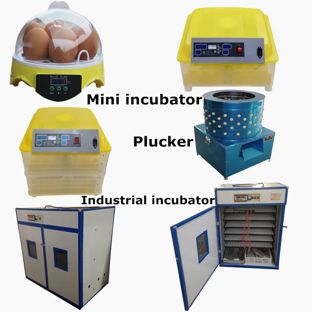 mini incubator for chicken eggs