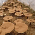 High Quality Ganoderma Lucidum Essence Polysaccharide and Oil