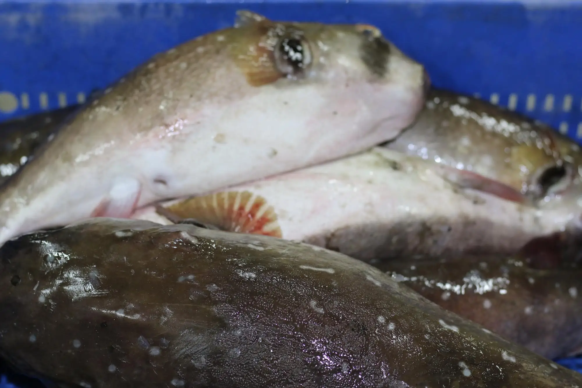 puffer fish are scaleless and usually have rough to spiky