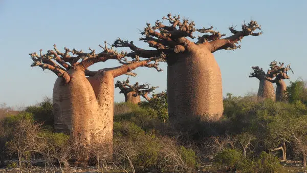 hou mian bao wholesale organic baobab tree seeds for planting