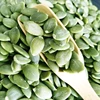 /product-detail/raw-processing-type-and-grade-aa-non-gmo-hulled-pumpkin-seeds-60835597863.html