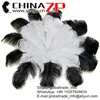 ZPDECOR Wholesale Leading Supplier 65-70cm Length Large Dyed White with Black Tip Loose Ostrich Feathers for Parties