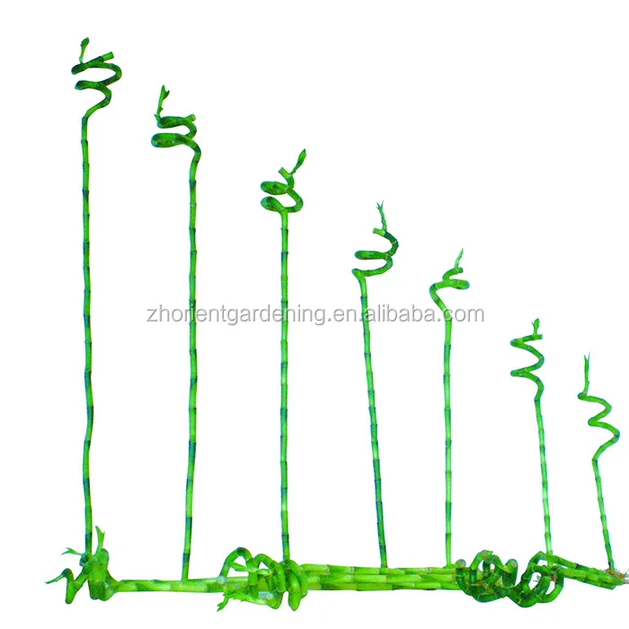 spiral lucky bamboo.jpg