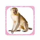 Kids Product Kids Education Cards High Quality Kids Educational Product AR Flash Card Support OEM