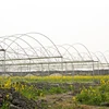 /product-detail/high-quality-plastic-film-greenhouse-and-greenhouse-system-agriculture-60803081686.html