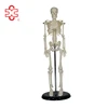 /product-detail/45cm-mini-plastic-human-skeleton-with-high-quality-60069769984.html