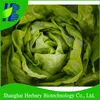 /product-detail/2019-hot-sale-buttercrunch-lettuce-seeds-hybrid-lettuce-seeds-for-sale-60623246411.html