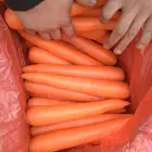 2019 New Crop Chinese Fresh Carrot With Competitive Price