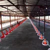 Ground type chicken raising automatic climate controlled poultry farm in Africa
