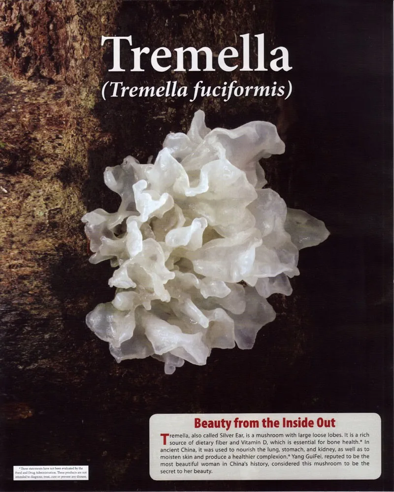 silver ear tremella fuciformis fungus snow mushroom powder