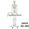 /product-detail/human-skeleton-model-teaching-human-life-size-skeleton-human-skeleton-anatomical-model-180cm-tall-60335142359.html