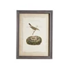 Set of 6 Bird Nest & Pale Egg Antique Naturalist Drawing wall Art for Archival Watercolor Paper Wooden Frame Wall Hanging