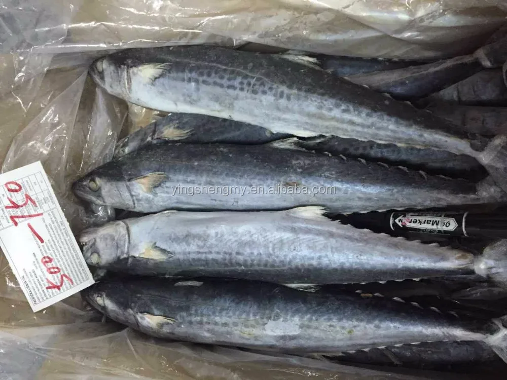 spanish mackerel price