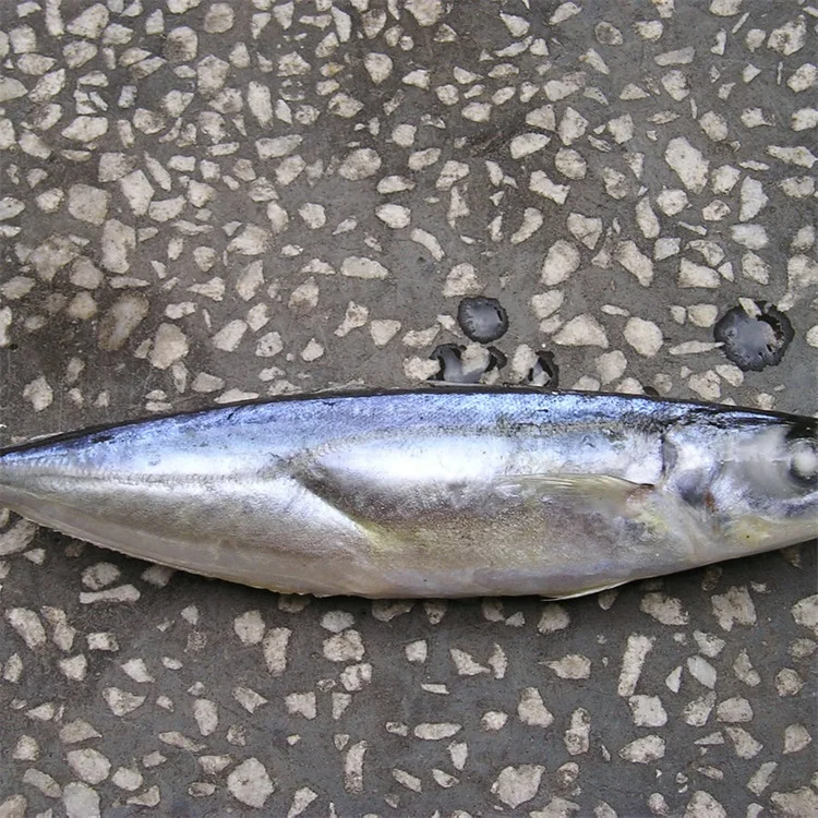 frozen scad fish