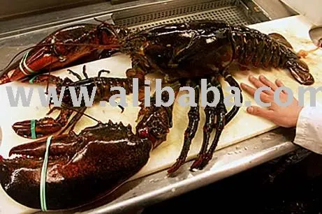 Giant Boston Lobster