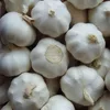 /product-detail/new-crop-garlic-chinese-fresh-garlic-white-garlic-price-60701377637.html