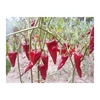 /product-detail/-oem-top-quality-hottest-chili-pepper-62186134244.html