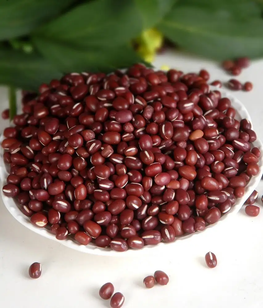 Low Price Ad Small Red Kidney Beans