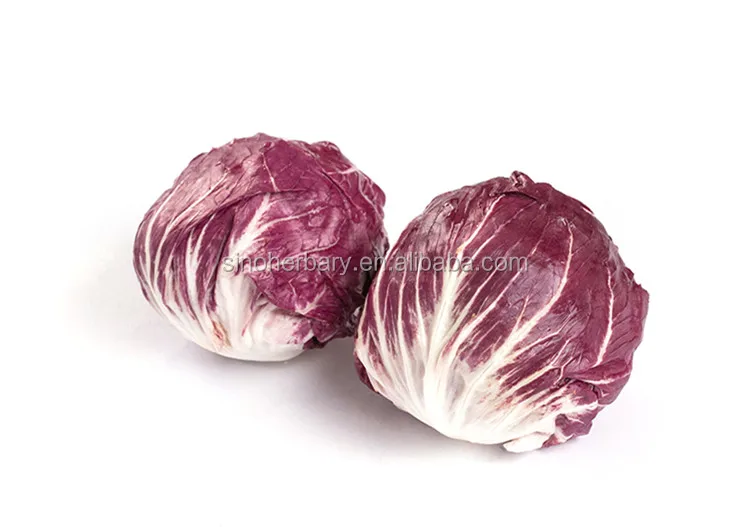 2019 hot sale salad seeds, fresh red chicory seeds