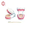 Teeth and Dental Models (32 teeth)