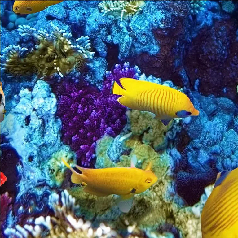 36020171206085043114