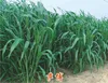 High Grade Sorghum Sudan Grass Seeds Sorghum Hybrid sudan grass Seeds For Cultivartion