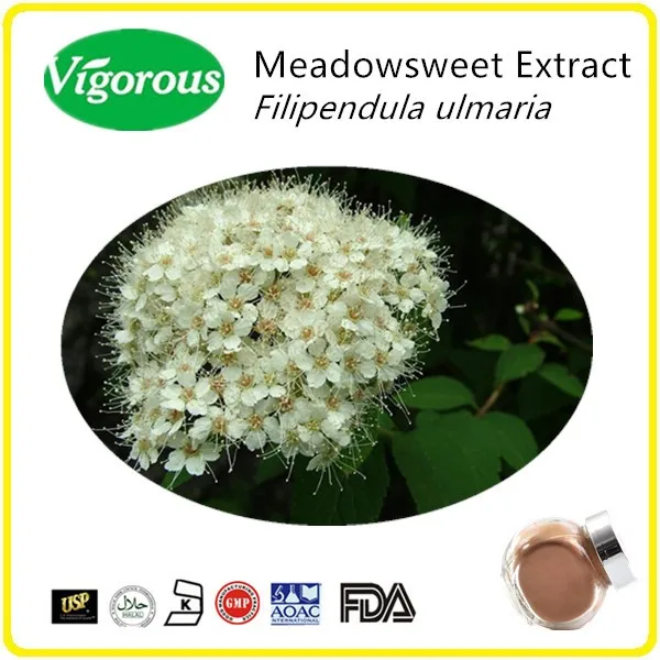natural meadowsweet extract powder/high quality 10:1 meadowsweet