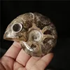 Hot Sale Natural Fossil Ammonite Snail Smoking Pipes Fossil Smoking Pipes Weed