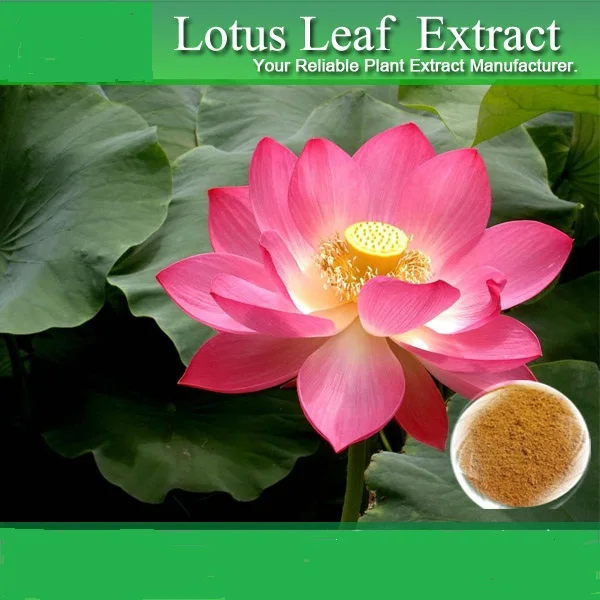 lowering blood lipids lotus leaf p.e. nuciferine 2%