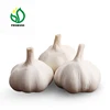 /product-detail/2019-chinese-fresh-elephant-garlic-price-for-garlic-importer-60612334150.html