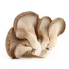 Fungi Sell Food mushrooms Farm Buyers for Oyster mushrooms